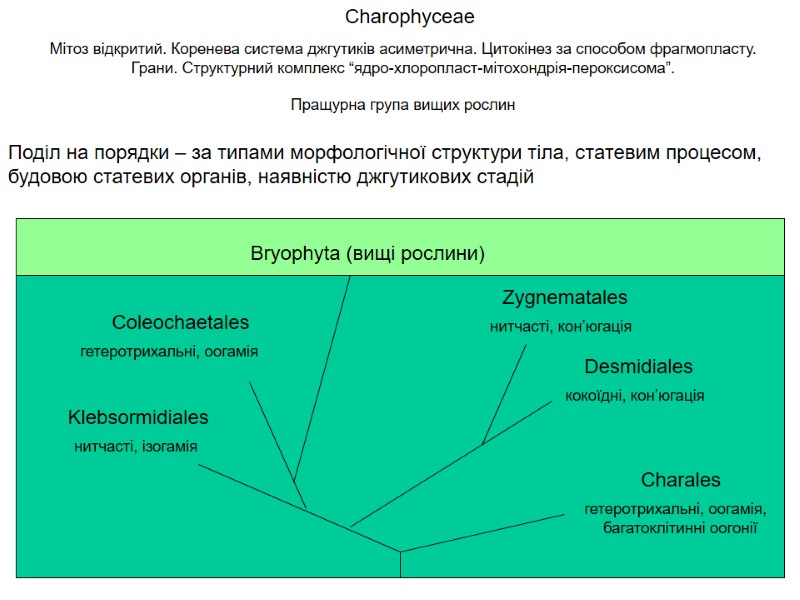 Charophyceae Мітоз відкритий. Коренева система джгутиків асиметрична. Цитокінез за способом фрагмопласту. Грани. Структурний комплекс